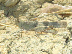 Trimerotropis latifasciata