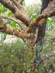 Jatropha macrocarpa