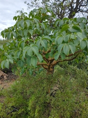 Jatropha macrocarpa