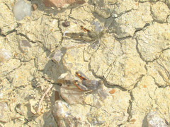 Trimerotropis latifasciata