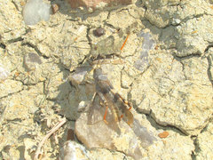 Trimerotropis latifasciata