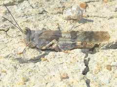 Trimerotropis latifasciata