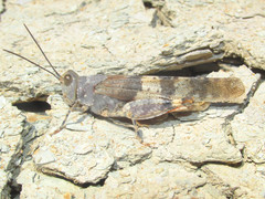 Trimerotropis latifasciata