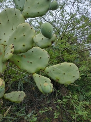 Opuntia