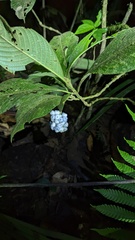 Palicourea pilosa
