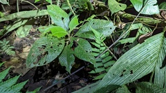 Palicourea pilosa