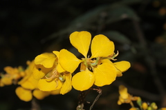 Senna silvestris