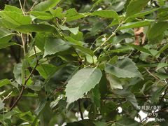 Castanopsis formosana