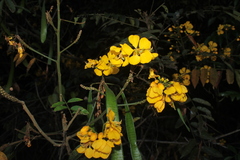 Senna silvestris