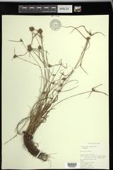 Cyperus lupulinus macilentus