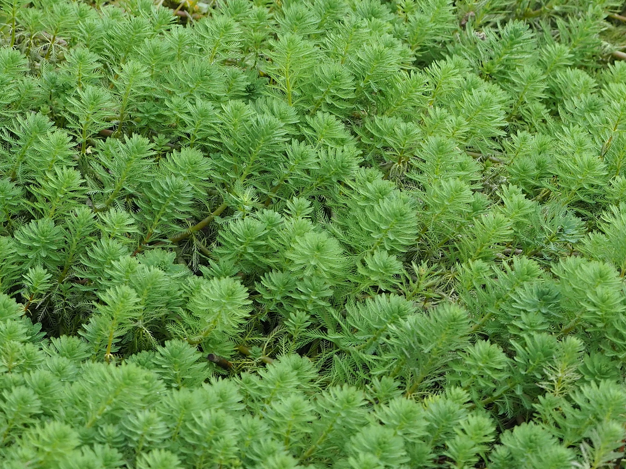 Myriophyllum aquaticum