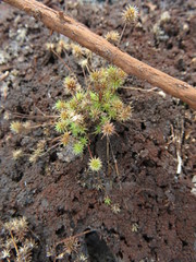 Isolepis hystrix