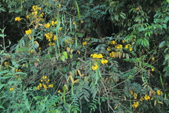 Senna silvestris
