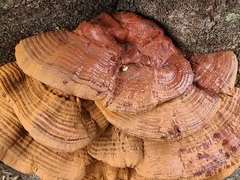 Ganoderma sessile