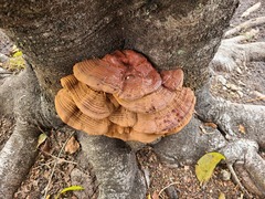 Ganoderma sessile