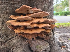 Ganoderma sessile