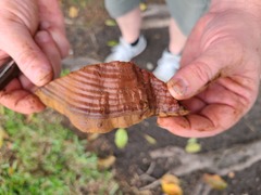 Ganoderma sessile