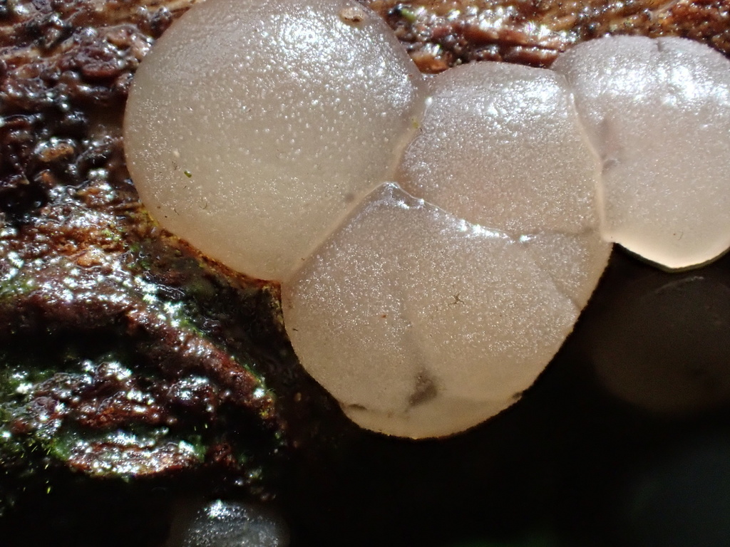 Exidia japonica