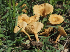 Crepidotus subfulviceps