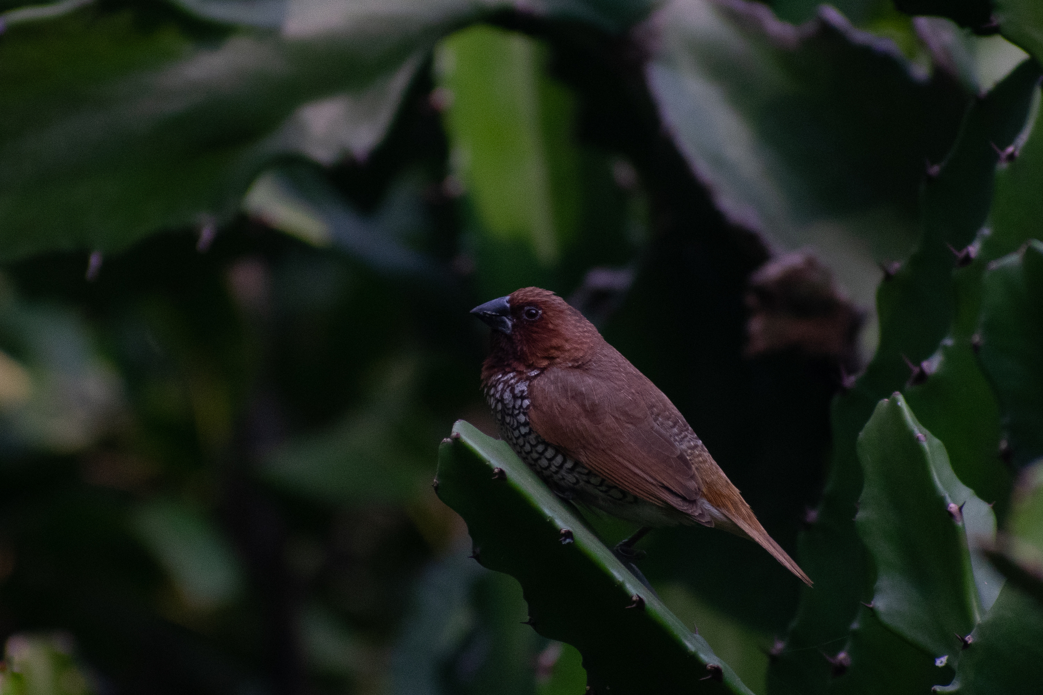 Scaly-breasted Munia
