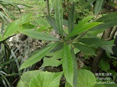 Lithocarpus dodonaeifolius