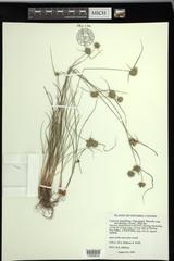 Cyperus lupulinus macilentus