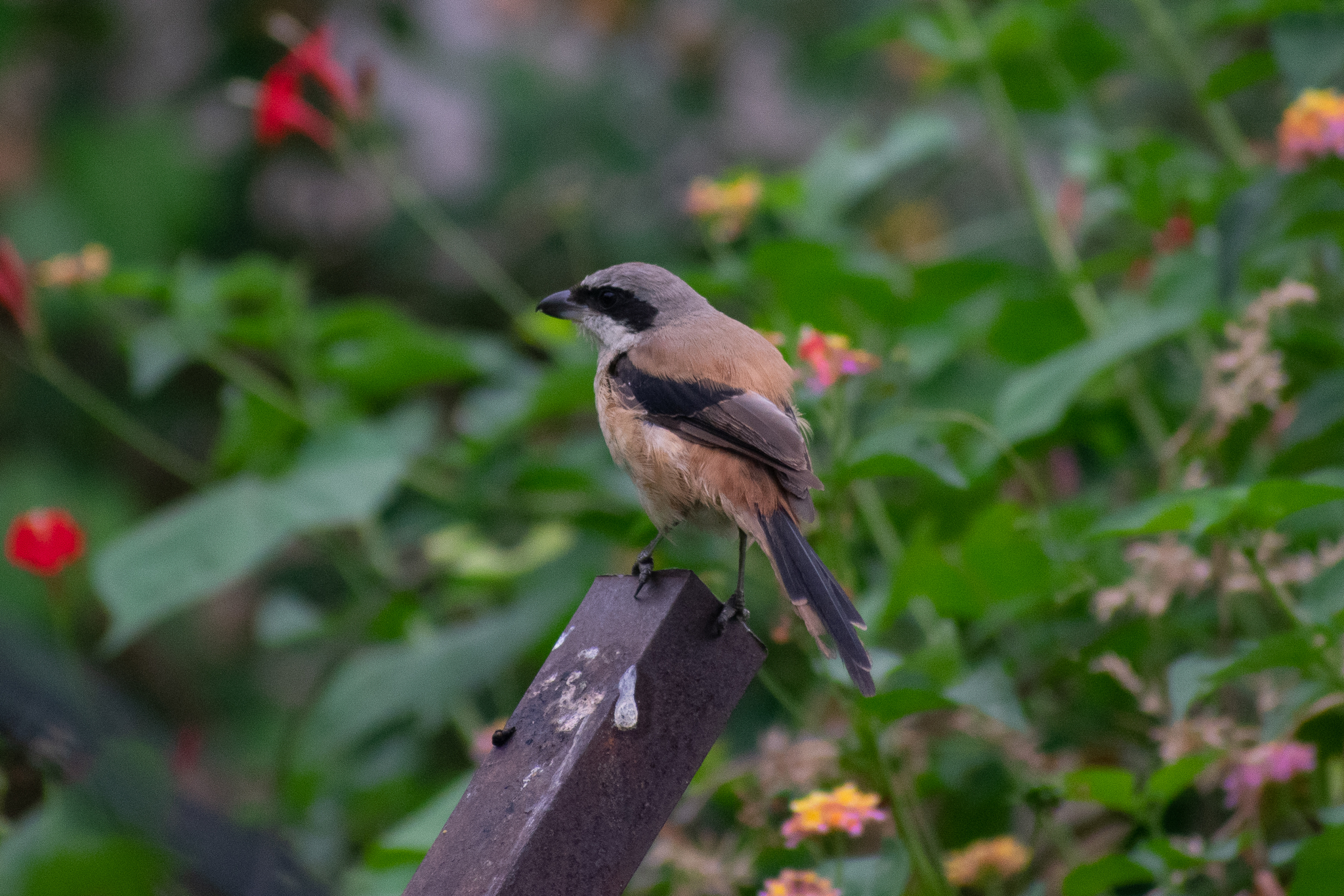 Long-tailed Shrike