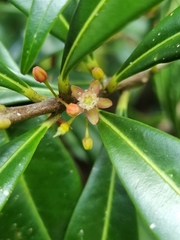 Samadera