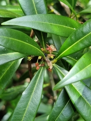 Samadera