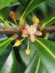 Samadera