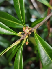 Samadera