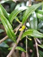 Samadera