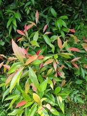 Samadera