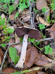 Agaricus kerriganii