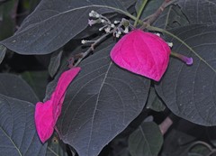 Pogonopus tubulosus