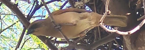 Pale Baywing (Agelaioides fringillarius), photo 6