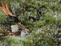 Trapeliopsis granulosa