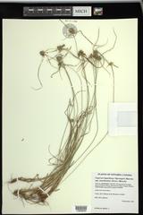 Cyperus lupulinus macilentus