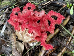 Clathrus crispatus