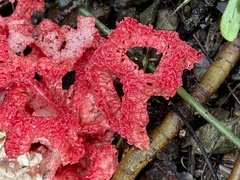Clathrus crispatus
