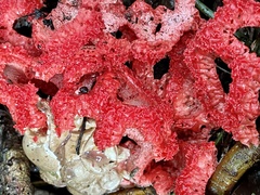 Clathrus crispatus
