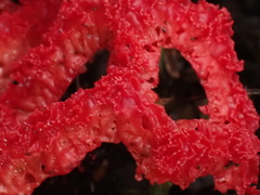 Clathrus crispatus