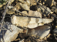 Trimerotropis pistrinaria