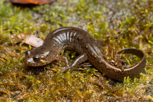 Catahoula Spotted Dusky Salamander