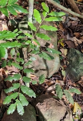 Cupaniopsis flagelliformis