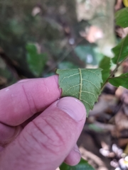 Cupaniopsis flagelliformis