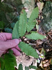 Cupaniopsis flagelliformis