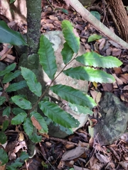 Cupaniopsis flagelliformis