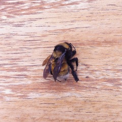Bombus robustus