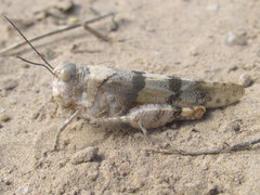 Trimerotropis pistrinaria